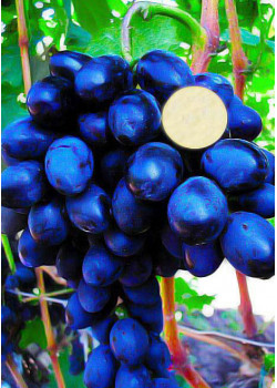 Виноград Гала