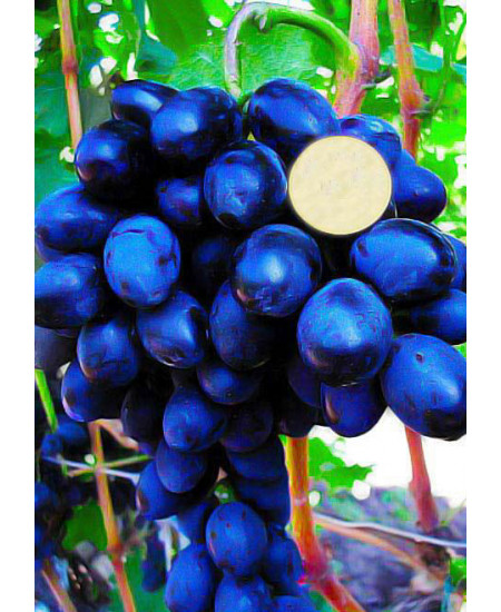 Виноград Гала Виноград Гала