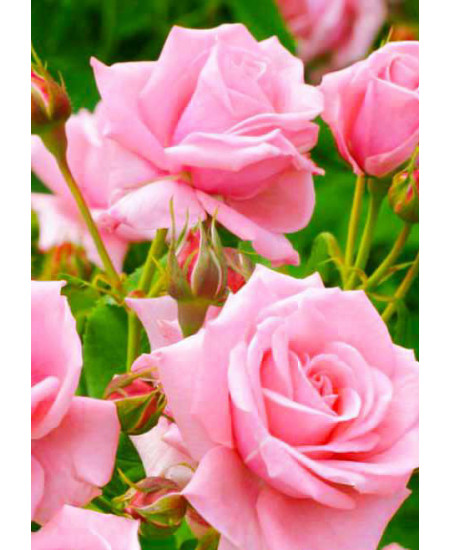 Роза чайно-гибридная Дамский каприз Роза чайно-гибридная Дамский каприз