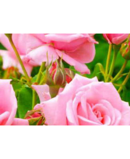 Роза чайно-гибридная Дамский каприз Роза чайно-гибридная Дамский каприз