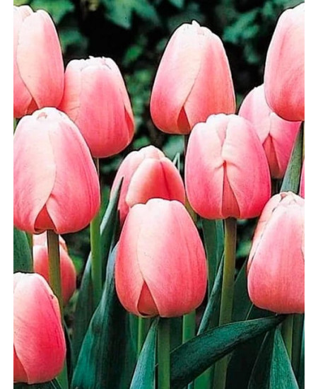 Тюльпан дарвинов гибрид "Белла Блаш" (Bella Blush) 3шт в упаковке (размер 12/+) Тюльпан дарвинов гибрид "Белла Блаш" (Bella Blush) 3шт в упаковке (размер 12/+)