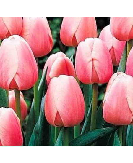 Тюльпан дарвинов гибрид "Белла Блаш" (Bella Blush) 3шт в упаковке (размер 12/+) Тюльпан дарвинов гибрид "Белла Блаш" (Bella Blush) 3шт в упаковке (размер 12/+)