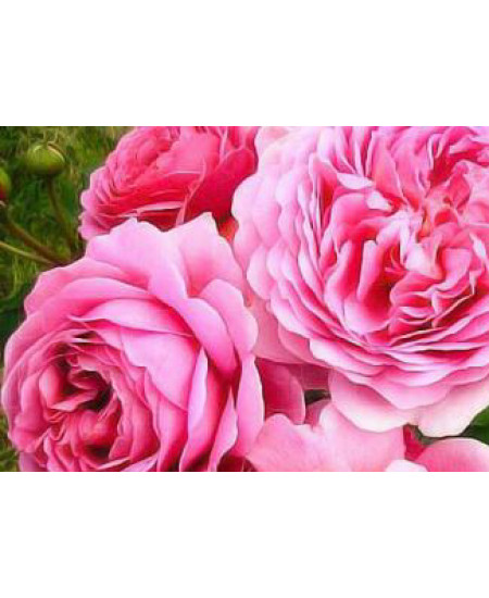 Роза шраб Принцесса Александра Роза шраб Принцесса Александра