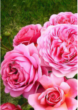 Роза шраб Принцесса Александра