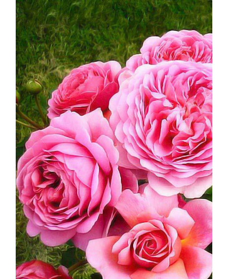 Роза шраб Принцесса Александра Роза шраб Принцесса Александра