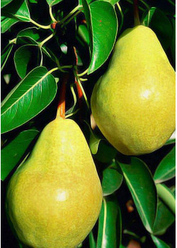 Груша Бере зимняя