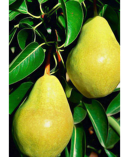 Груша Бере зимняя Груша Бере зимняя