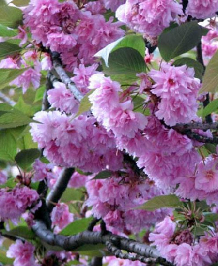 Сакура кустовая "Ханами" Сакура кустовая "Ханами"