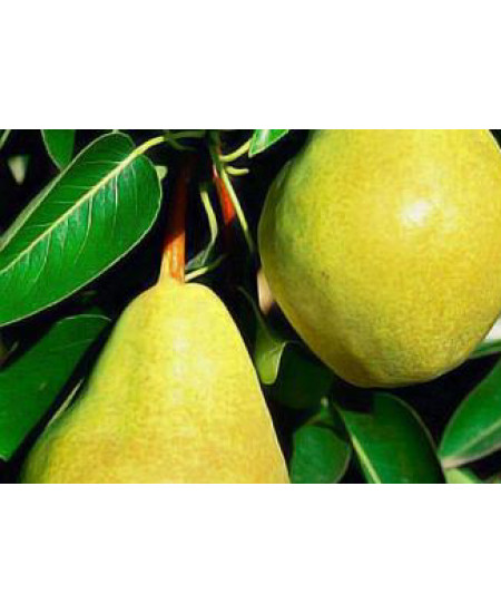 Груша Бере зимняя Груша Бере зимняя