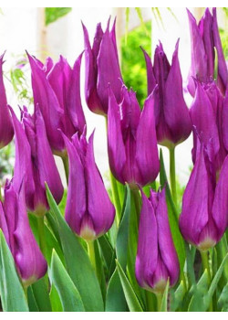 Тюльпан лилиецветный "Пёрпл Дрим" (Purple Dream) 3шт в упаковке (размер 12\+)