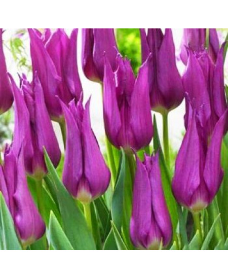 Тюльпан лилиецветный "Пёрпл Дрим" (Purple Dream) 3шт в упаковке (размер 12\+) Тюльпан лилиецветный "Пёрпл Дрим" (Purple Dream) 3шт в упаковке (размер 12\+)