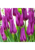 Тюльпан лилиецветный "Пёрпл Дрим" (Purple Dream) 3шт в упаковке (размер 12\+) Тюльпан лилиецветный "Пёрпл Дрим" (Purple Dream) 3шт в упаковке (размер 12\+)
