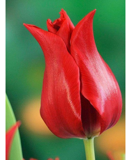 Тюльпан "Pretty Woman" 3шт в упаковке Тюльпан "Pretty Woman" 3шт в упаковке