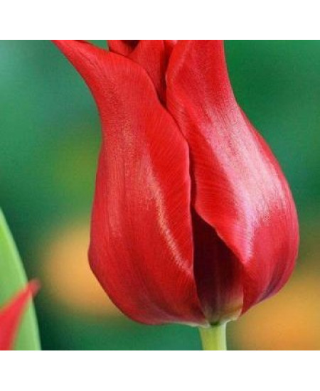 Тюльпан "Pretty Woman" 3шт в упаковке Тюльпан "Pretty Woman" 3шт в упаковке