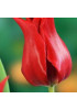 Тюльпан "Pretty Woman" 3шт в упаковке Тюльпан "Pretty Woman" 3шт в упаковке
