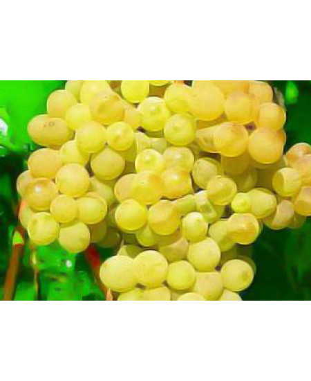 Виноград Галбена Ноу Виноград Галбена Ноу