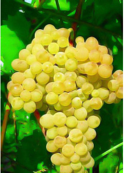 Виноград Галбена Ноу