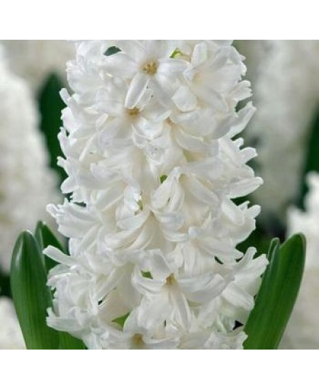 Гиацинт садовый "Карнеги" (Carnegie) 3шт в упаковке (размер 15/16) Гиацинт садовый "Карнеги" (Carnegie) 3шт в упаковке (размер 15/16)