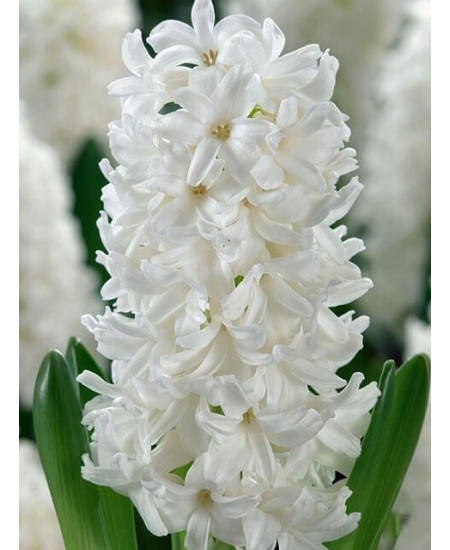 Гиацинт садовый "Карнеги" (Carnegie) 3шт в упаковке (размер 15/16) Гиацинт садовый "Карнеги" (Carnegie) 3шт в упаковке (размер 15/16)