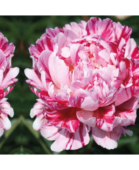 Пион Кэнди Страйп Пион Кэнди Страйп