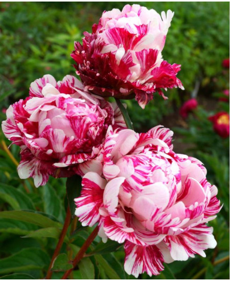 Пион Кэнди Страйп Пион Кэнди Страйп