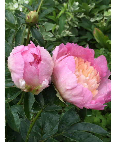 Пион Катарина Фонтейн Пион Катарина Фонтейн