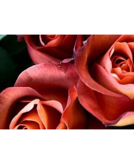 Роза чайно-гибридная Кофе брейк Роза чайно-гибридная Кофе брейк