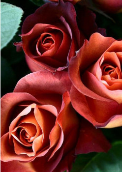 Роза чайно-гибридная Кофе брейк