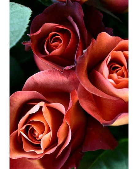 Роза чайно-гибридная Кофе брейк Роза чайно-гибридная Кофе брейк