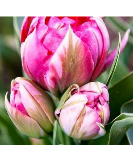 Тюльпан "Flash Point" 3шт в упаковке (размер 11\12) Тюльпан "Flash Point" 3шт в упаковке (размер 11\12)