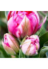 Тюльпан "Flash Point" 3шт в упаковке (размер 11\12) Тюльпан "Flash Point" 3шт в упаковке (размер 11\12)