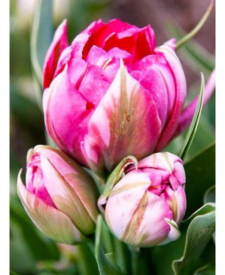 Тюльпан "Flash Point" 3шт в упаковке (размер 11\12) Тюльпан "Flash Point" 3шт в упаковке (размер 11\12)