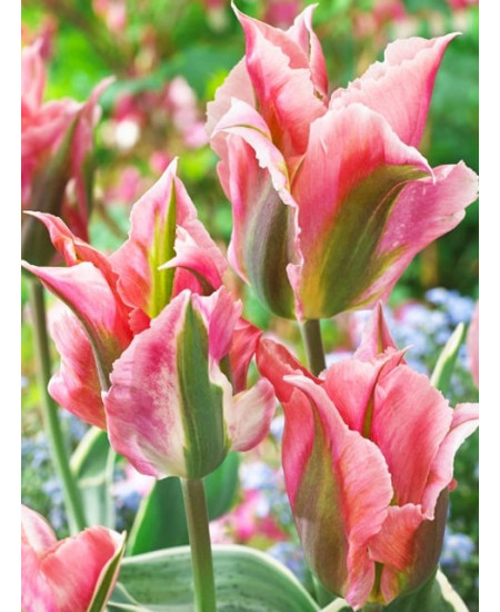 Тюльпан зеленоцветный "Чайна Таун" (China Town) 3шт в упаковке (размер 12\+) Тюльпан зеленоцветный "Чайна Таун" (China Town) 3шт в упаковке (размер 12\+)