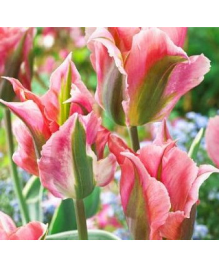 Тюльпан зеленоцветный "Чайна Таун" (China Town) 3шт в упаковке (размер 12\+) Тюльпан зеленоцветный "Чайна Таун" (China Town) 3шт в упаковке (размер 12\+)