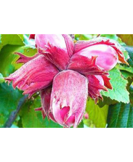 Фундук Московский ранний Фундук Московский ранний