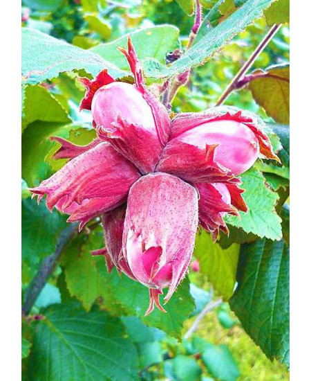 Фундук Московский ранний Фундук Московский ранний