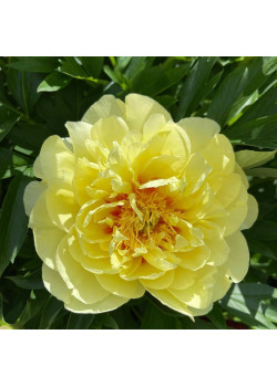 Пион (Ито-гибрид) Бартзелла