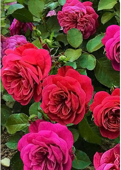 Роза флорибунда Сангрия