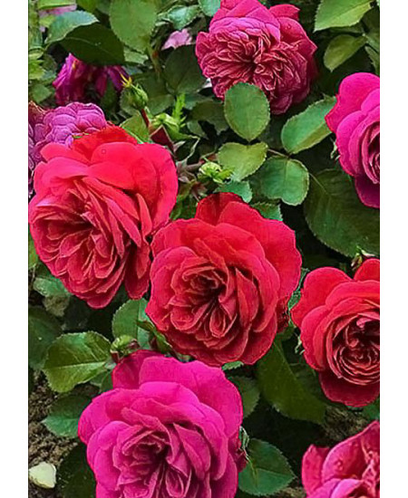 Роза флорибунда Сангрия Роза флорибунда Сангрия