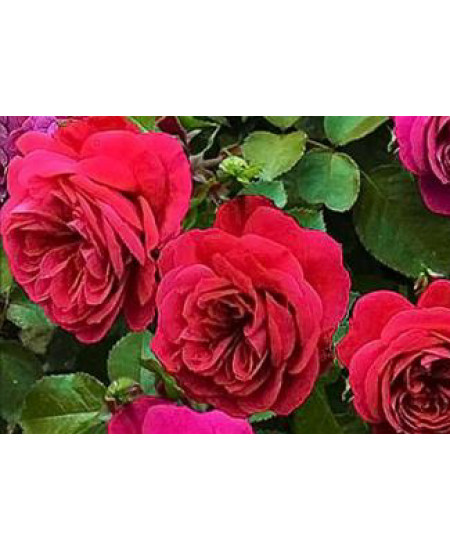 Роза флорибунда Сангрия Роза флорибунда Сангрия