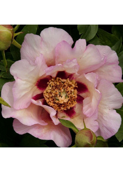 Пион (Ито-гибрид) Пастель Сплендор