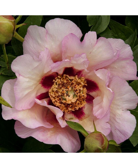 Пион (Ито-гибрид) Пастель Сплендор Пион (Ито-гибрид) Пастель Сплендор