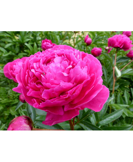 Пион Эдулис Суперба Пион Эдулис Суперба