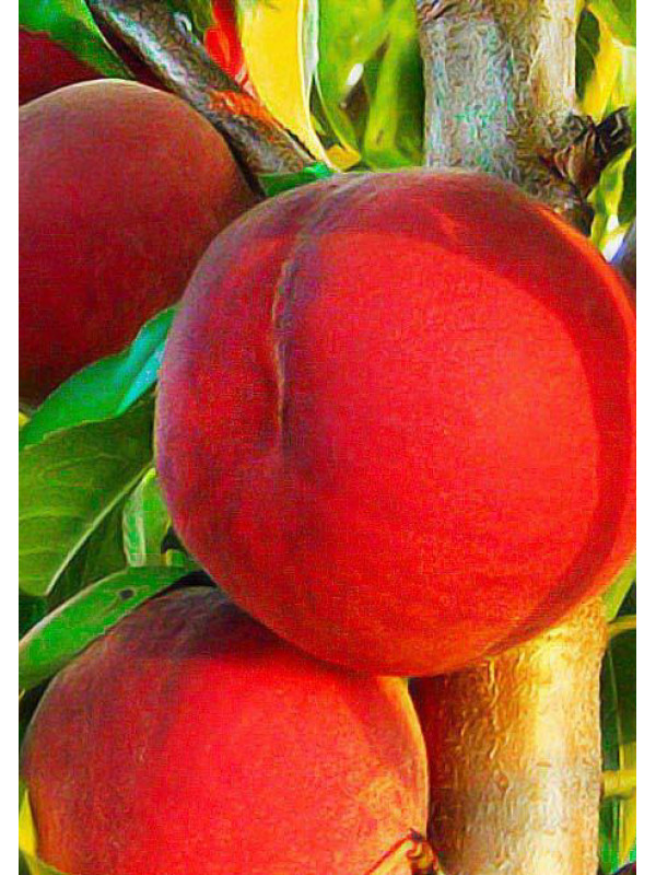 Сорт персика ред хевен фото и описание сорта