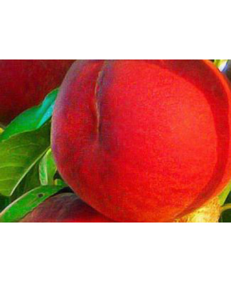 Персик Ред Хевен Персик Ред Хевен