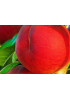 Персик Ред Хевен Персик Ред Хевен