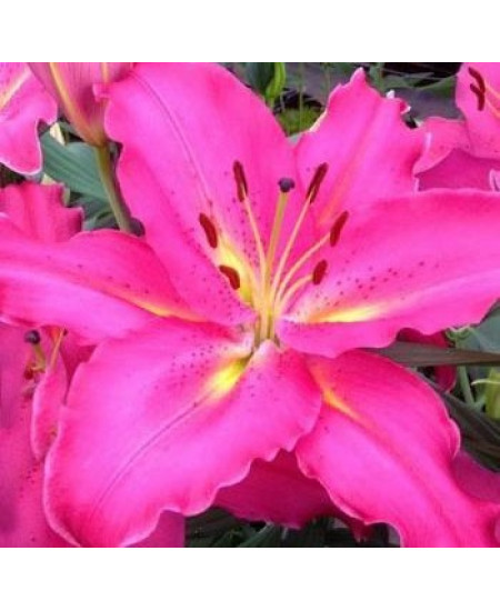 Лилия "Giordana" 3шт в упаковке Лилия "Giordana" 3шт в упаковке