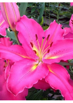 Лилия "Giordana" 3шт в упаковке