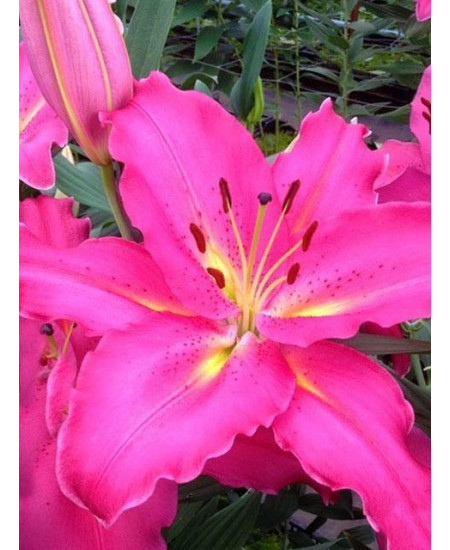 Лилия "Giordana" 3шт в упаковке Лилия "Giordana" 3шт в упаковке