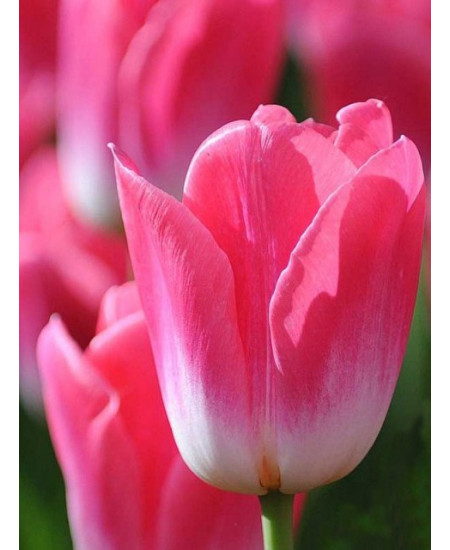 Тюльпан триумф "Мемфис" (Memphis) 3шт в упаковке (размер 12\+) Тюльпан триумф "Мемфис" (Memphis) 3шт в упаковке (размер 12\+)